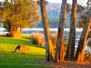 Kangaroo at Lake Conjola