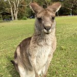 Kangaroo sightings on Conjola tour for schools